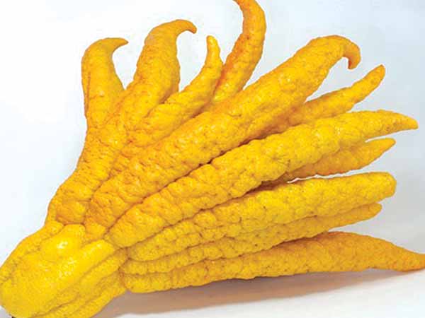 ಬುದ್ಧನ ಕೈ (Buddha's Hand)
