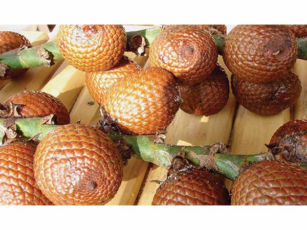 ಅಗ್ವಾಜೆ (Aguaje)