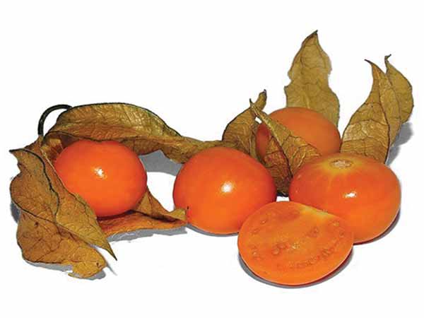ಫೈಸಾಲಿಸ್ (Physalis)