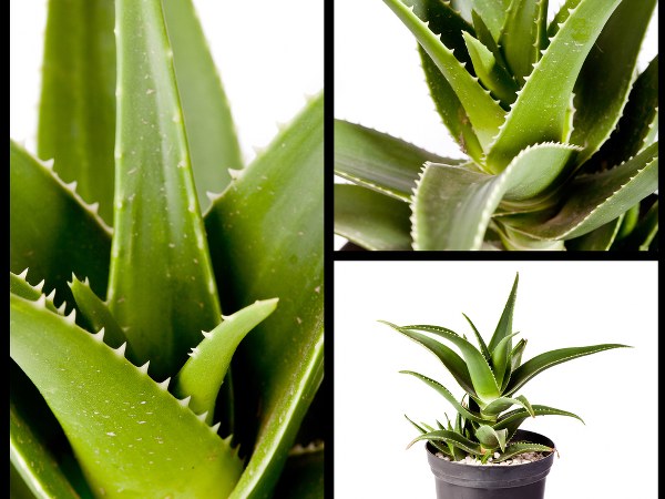 ಎಣ್ಣೆಚರ್ಮಕ್ಕೆ