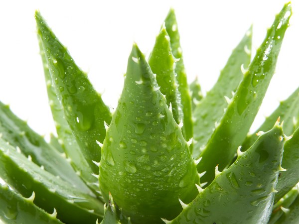 ಸೂಕ್ಷ್ಮಸಂವೇದಿ ಚರ್ಮಕ್ಕೆ