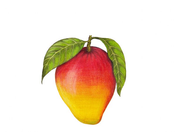 ಆಮ್ ಪನ್ನಾ