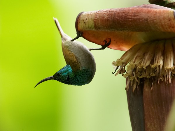 ಮಧುಮೇಹದ ಹತೋಟಿಗೆ ನೆರವಾಗುತ್ತದೆ