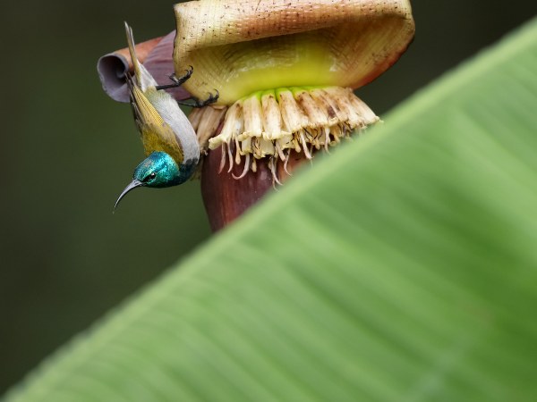 ಅತಿಸಾರ ಮತ್ತು ಆಮಶಂಕೆಯನ್ನು ನಿಲ್ಲಿಸುತ್ತದೆ