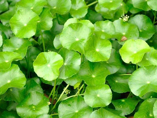 ತಲೆಗೂದಲ ಉದುರುವಿಕೆ (Alopecia) ತಡೆಯುತ್ತದೆ ತಲೆಗೂದಲ ಉದುರುವಿಕೆ (Alopecia) ತಡೆಯುತ್ತದೆ