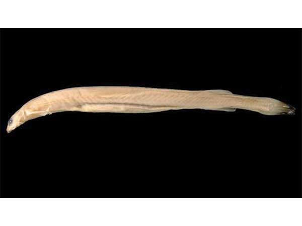 ಕ್ಯಾಂಡಿರು ಫಿಶ್