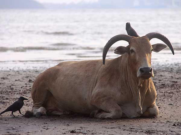 Why Is The Cow A Sacred Animal For The Hindus? 