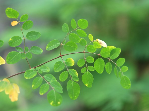 Fight diabetes and high cholesterol with drumstick leaves
