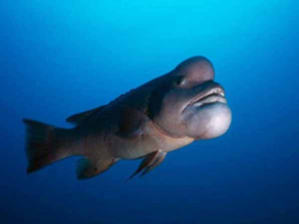 ಉಬ್ಬುಹಣೆಯ ಏಶಿಯನ್ ಮೀನು (Asian-Sheepshead-Wrasse)
