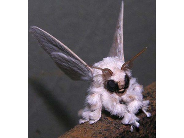 ದೊಡ್ಡ ಕಣ್ಣಿನ ಪತಂಗ (Poodle Moth)