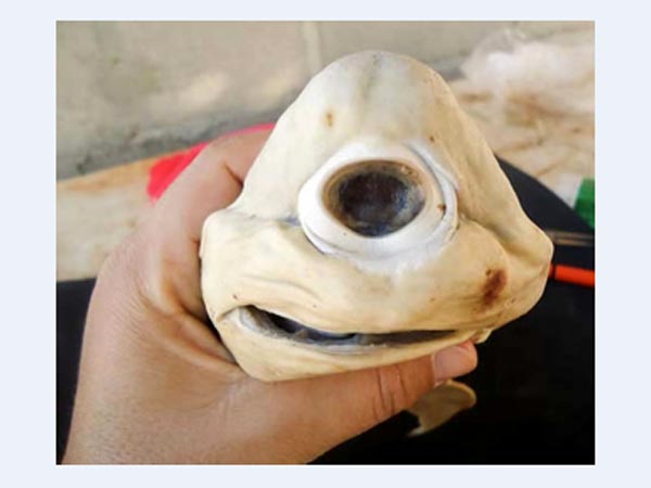 ಒಂಟಿಕಣ್ಣಿನ ಶಾರ್ಕ್ (Cyclops Shark)