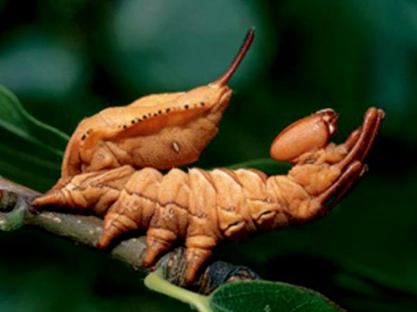 ಕಡಲ ಏಡಿಯ ರೂಪದ ಪತಂಗ (Lobster Moth Caterpillar)