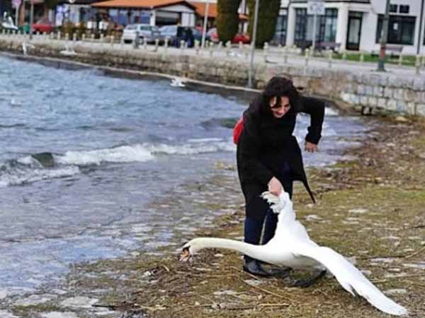 ಸೆಲ್ಫೀಗಾಗಿ ನೀರಿನಲ್ಲಿ ಈಜುತ್ತಿದ್ದ ಹಂಸವನ್ನೇ ಹೊರಗೆಳೆದ ಮಹಿಳೆ