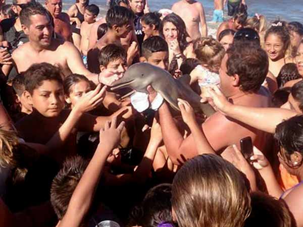 ಡಾಲ್ಫಿನ್ ಮರಿಯನ್ನು ಕೊಂದ ಸೆಲ್ಫೀ ಬಯಕೆ