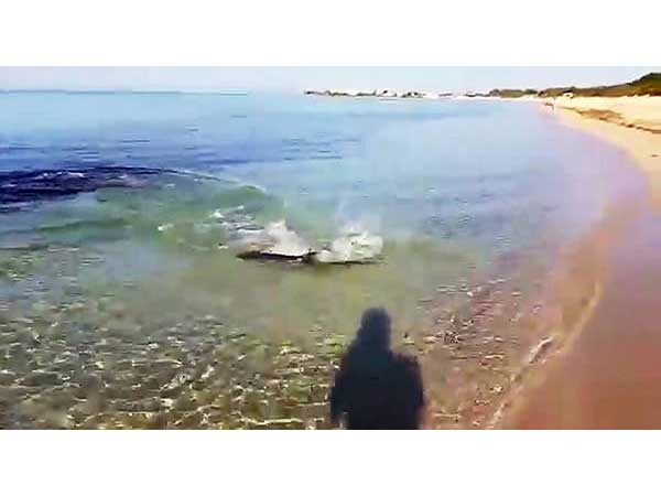 ಬಲಿಯನ್ನು ಹಿಂಬಾಲಿಸಿ ಬಂದ ಶಾರ್ಕ್!