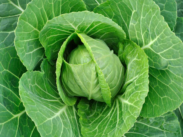 Cabbage leaves – a natural way to treat breast engorgement