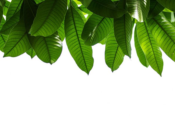 ಸೋಂಕಿನಿಂದ ರಕ್ಷಿಸುತ್ತದೆ