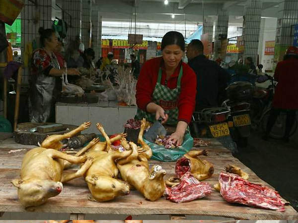 ಈ ಶ್ವಾನಗಳನ್ನು ಜೀವಂತವಾಗಿ ಬೇಯಿಸಲಾಗುತ್ತದೆಯೇ? ಈ ಶ್ವಾನಗಳನ್ನು ಜೀವಂತವಾಗಿ ಬೇಯಿಸಲಾಗುತ್ತದೆಯೇ?