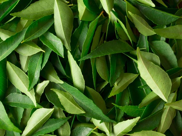 Ayurveda Tips: benefits of Curry leaf, which should surprise you Ayurveda Tips: benefits of Curry leaf, which should surprise you