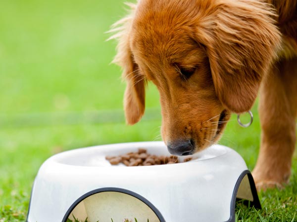 Reasons Why Your Pet Is Not Eating