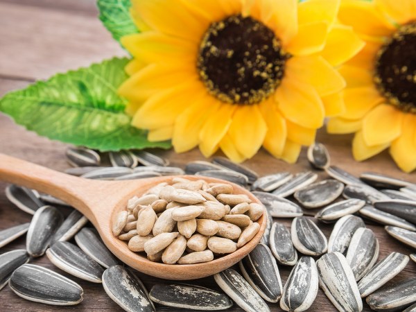 ರೋಗ ನಿರೋಧಕ ಶಕ್ತಿಯನ್ನು ಹೆಚ್ಚಿಸುತ್ತದೆ ರೋಗ ನಿರೋಧಕ ಶಕ್ತಿಯನ್ನು ಹೆಚ್ಚಿಸುತ್ತದೆ