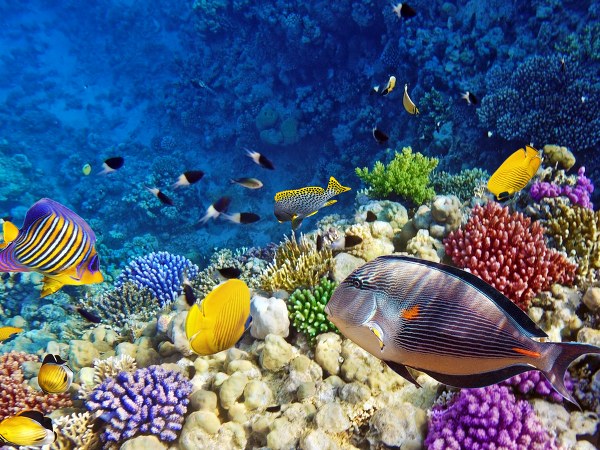 ಮೀನಿನ ಅಕ್ವೇರಿಯಂ ಮೂಲಕ ಧನಾತ್ಮಕ ಶಕ್ತಿ ದೊರಕುತ್ತದೆ..