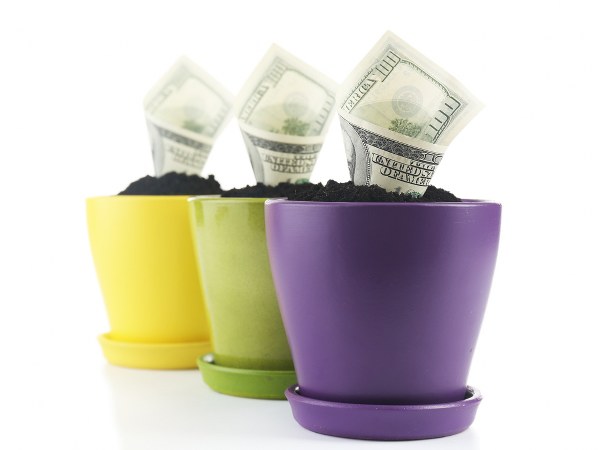 ನೇರಳೆ ಬಣ್ಣದ ಹೂಕುಂಡದಲ್ಲಿ ಮನಿ ಪ್ಲಾಂಟ್ ಇರಿಸಿ