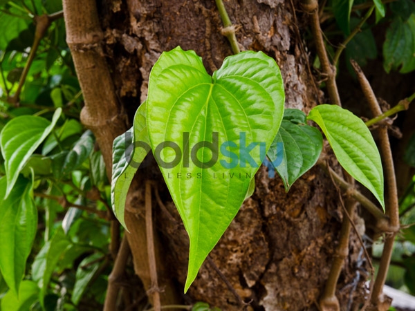 ವೀಳ್ಯದೆಲೆ