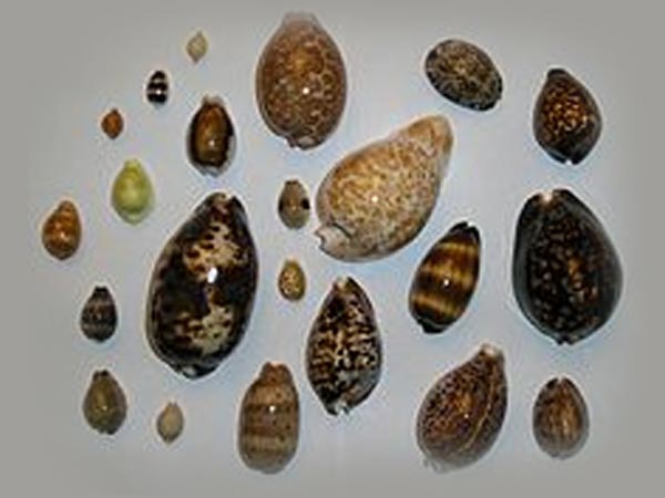 ಅಂಡಾಕೃತಿಯ ಬಿಳಿಯ ಕಲ್ಲು