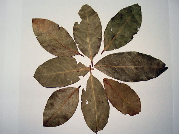 ಒಣಗಿದ ಎಲೆಗಳು