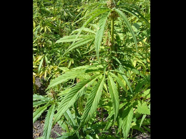 ಬಿಲ್ವಪತ್ರೆಯ ಕಥೆ 