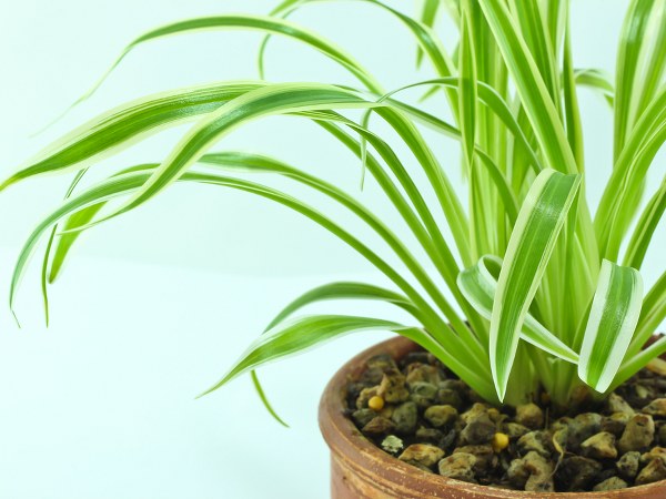 ಸ್ನೇಕ್ ಪ್ಲಾಂಟ್