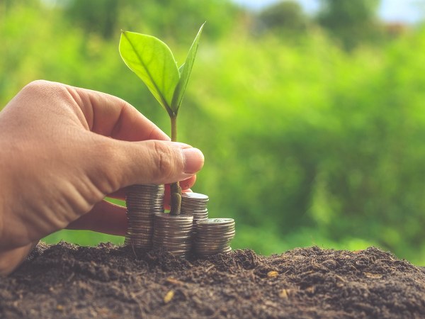 ಮನಿ ಪ್ಲಾಂಟ್