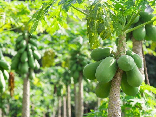 ಪಪ್ಪಾಯಿ ಎಲೆಗಳು
