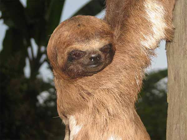  ಕಾಡುಪಾಪ