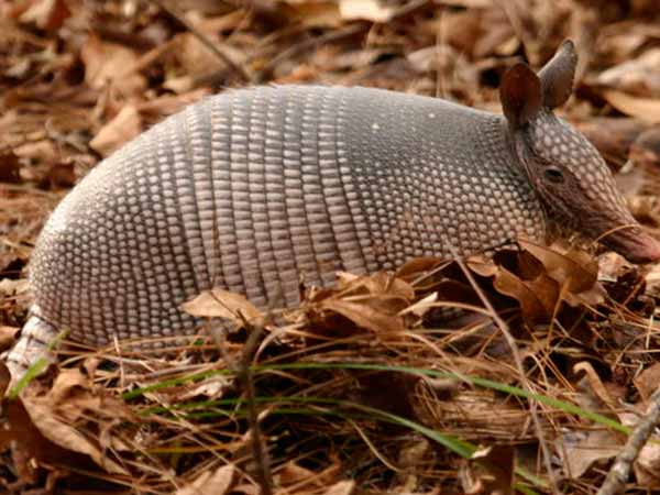 ಬೃಹತ್ ಆರ್ಮಡಿಲ್ಲೋ (Giant Armadillo)