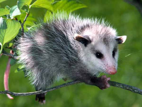 ಒಪ್ಪೋಸಮ್