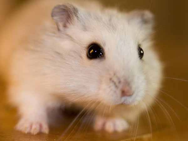 ಹ್ಯಾಮ್ಸ್ಟರ್