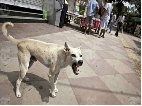 ಒಂಟಿತನದಿಂದ ದೂರಾಗಲು ಊಳಿಡುವುದು ಒಂಟಿತನದಿಂದ ದೂರಾಗಲು ಊಳಿಡುವುದು