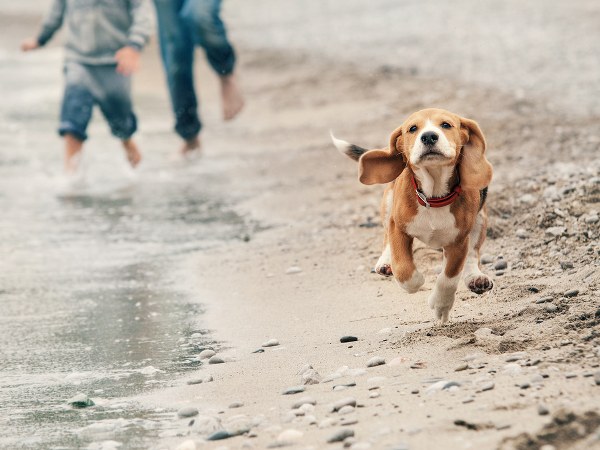 ಓಟದಲ್ಲಿ ಹಿಂದಿಕ್ಕುವುದನ್ನು ಸಹಿಸದು! ಓಟದಲ್ಲಿ ಹಿಂದಿಕ್ಕುವುದನ್ನು ಸಹಿಸದು!