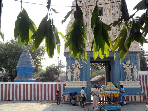 ಮಾವಿನ ಎಲೆಗಳು