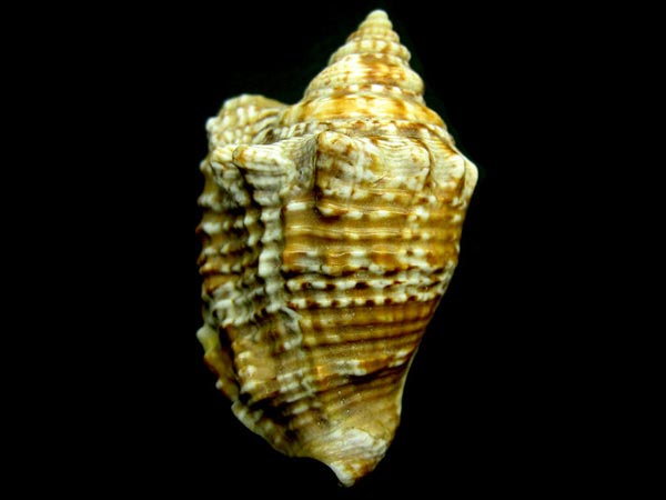 ರತ್ನ ಶಂಖ