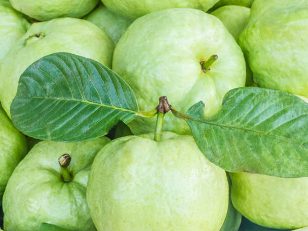 ರೋಗ ನಿರೋಧಕ ಶಕ್ತಿ ಹೆಚ್ಚಿಸುತ್ತದೆ ರೋಗ ನಿರೋಧಕ ಶಕ್ತಿ ಹೆಚ್ಚಿಸುತ್ತದೆ