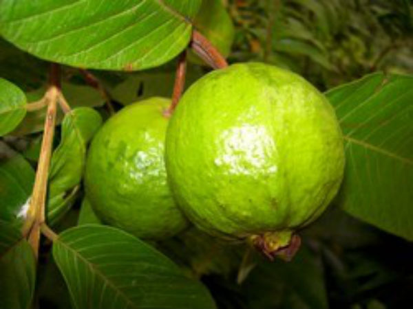Guavas Guavas