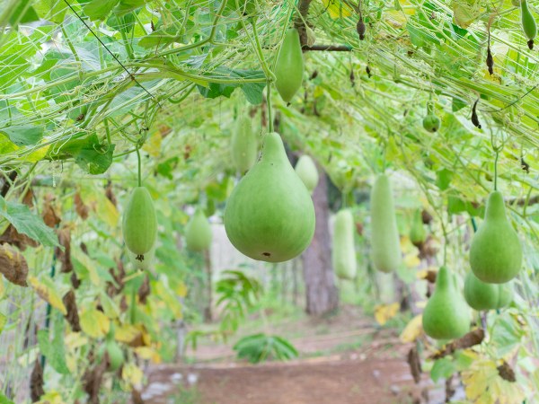 ಚರ್ಮದ ಆರೈಕೆಗೆ