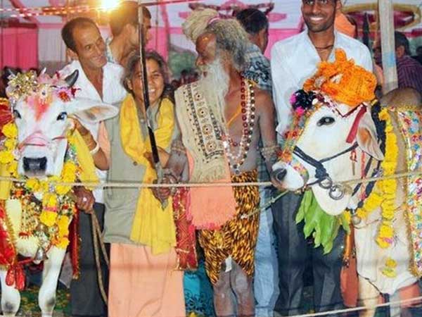 ಹಸುವಿಗೆ ಮದುವೆ