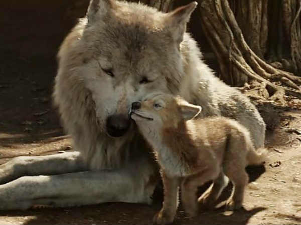 A Man Accidentally Adopted A Wolf! 