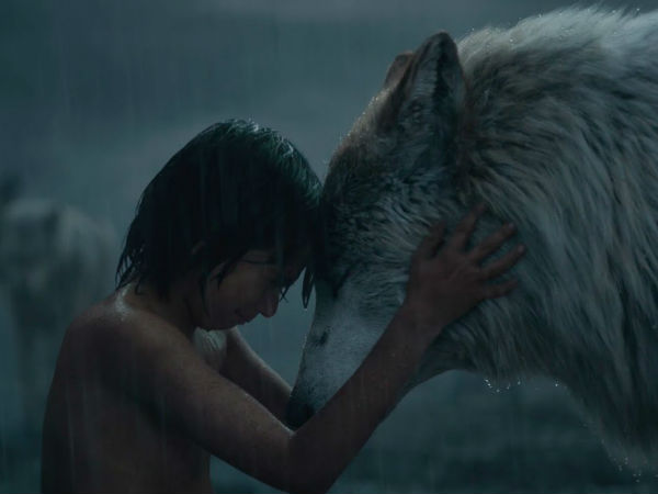 A Man Accidentally Adopted A Wolf! 