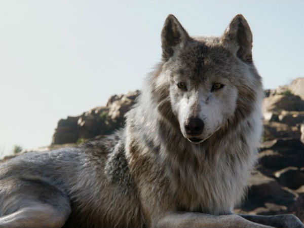 A Man Accidentally Adopted A Wolf! 