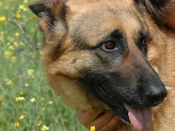 A Man Accidentally Adopted A Wolf! 